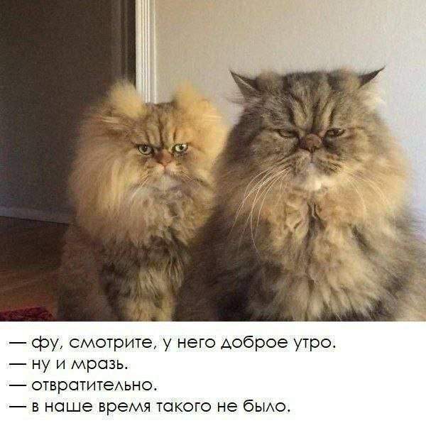 Смешные мемы - 15.05.2025