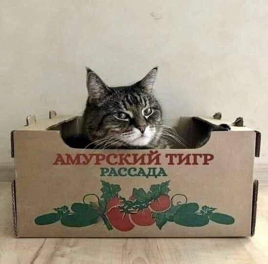 Смешные мемы - 15.05.2025 Смешные мемы - 15.05.2025