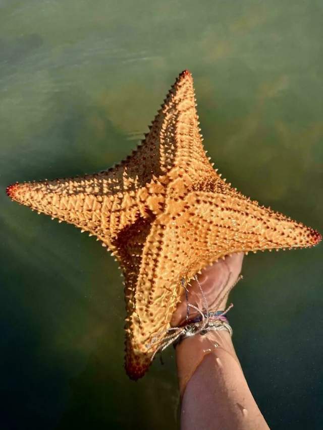 Морская звезда Морская звезда