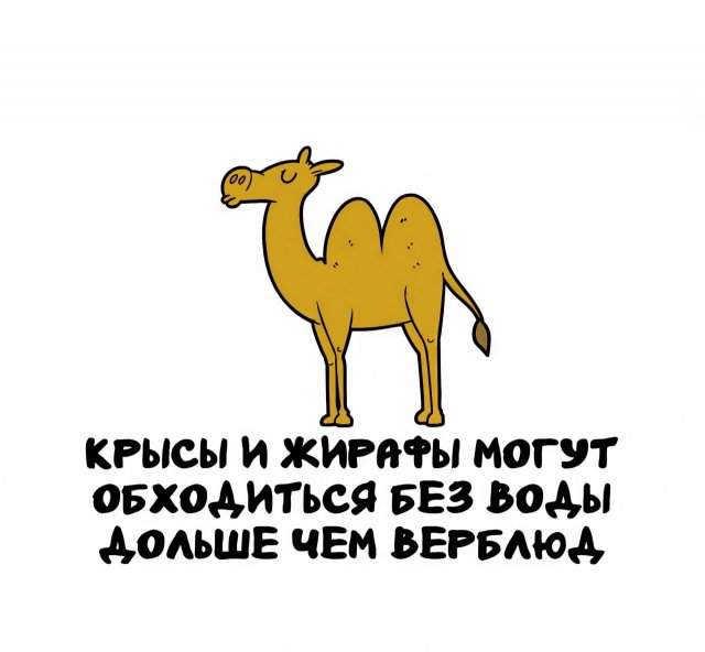 Интересные факты на все случаи жизни Интересные факты на все случаи жизни