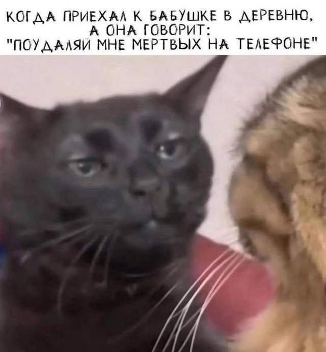 Лучшие шутки и мемы - 15.05.2025