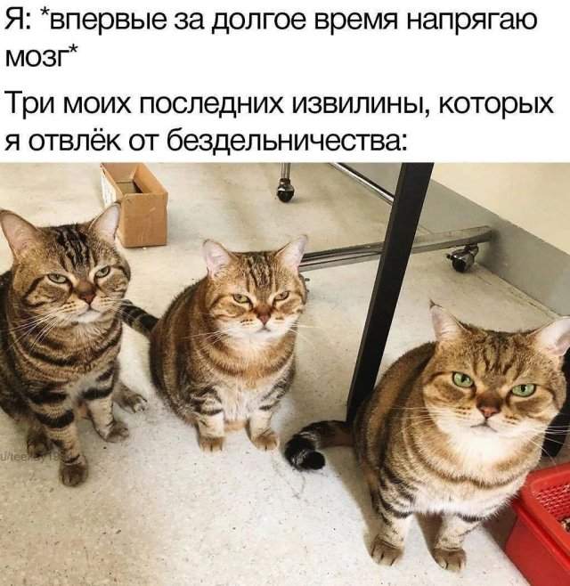 Смешные мемы - 19.05.2025 Смешные мемы - 19.05.2025