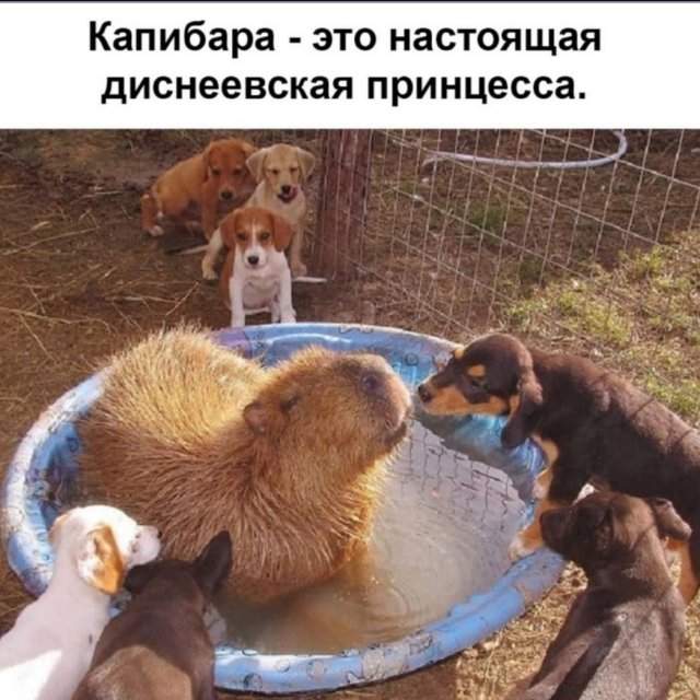 Лучшие шутки и мемы из Сети - 19.05.2025 Лучшие шутки и мемы из Сети - 19.05.2025