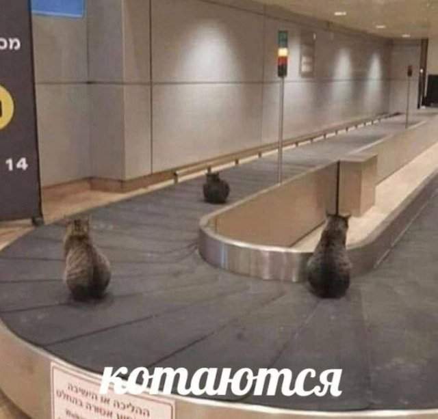 Лучшие шутки и мемы из Сети - 19.05.2025 Лучшие шутки и мемы из Сети - 19.05.2025