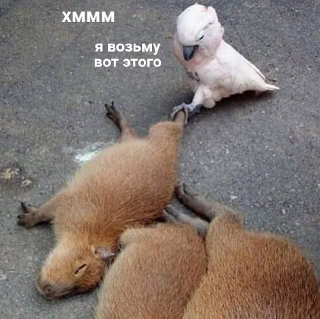Смешные мемы - 20.05.2025 Смешные мемы - 20.05.2025