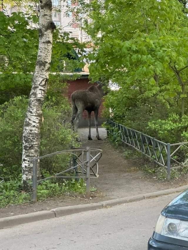 В Купчино пожаловали лоси В Купчино пожаловали лоси