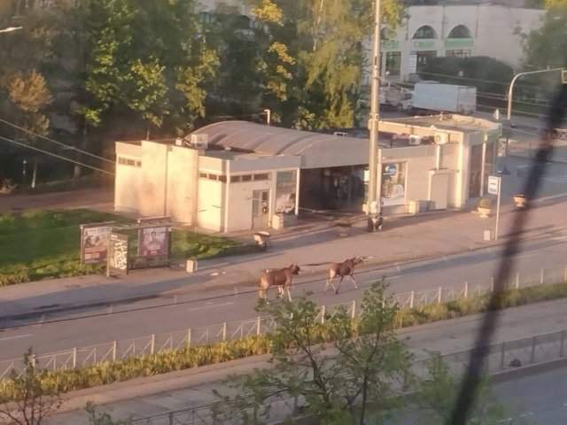 В Купчино пожаловали лоси В Купчино пожаловали лоси