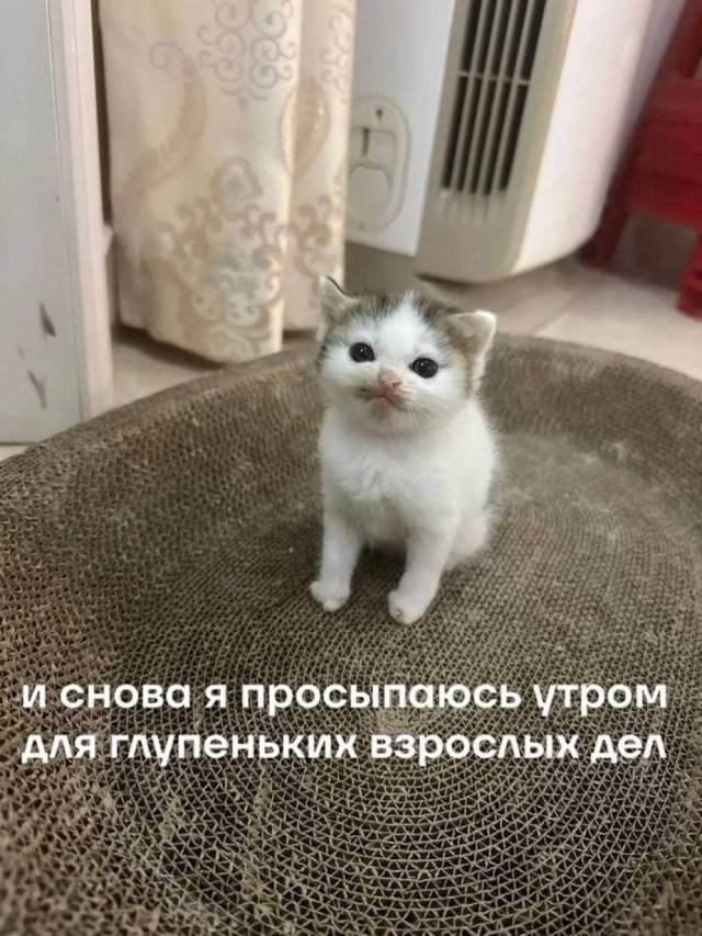 Лучшие шутки и мемы из Сети - 21.05.2025 Лучшие шутки и мемы из Сети - 21.05.2025
