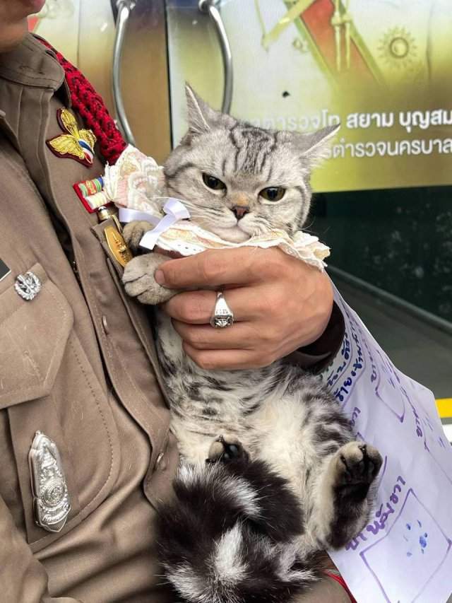 В Таиланде произошло самое милое задержание кошечки В Таиланде произошло самое милое задержание кошечки
