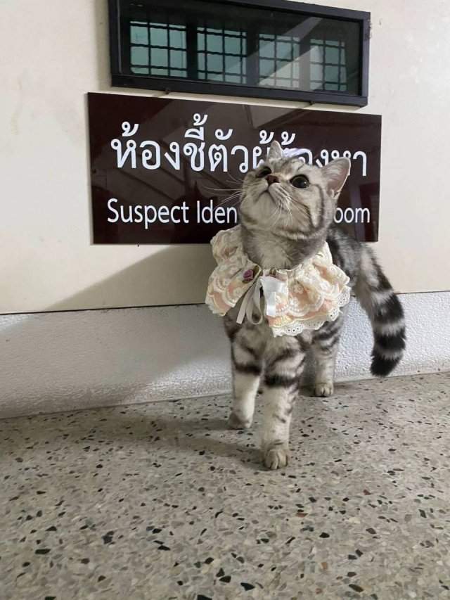 В Таиланде произошло самое милое задержание кошечки В Таиланде произошло самое милое задержание кошечки