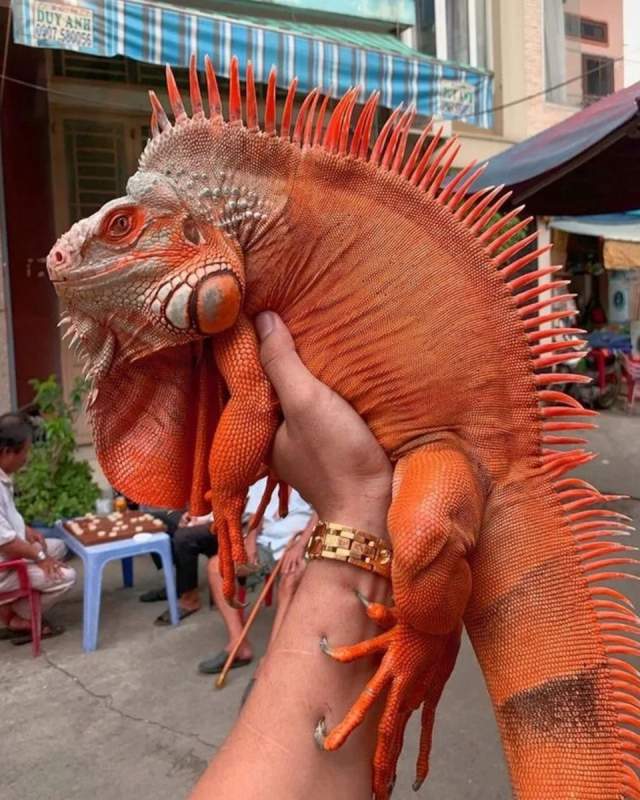 Не игуана, а дракон! Не игуана, а дракон!