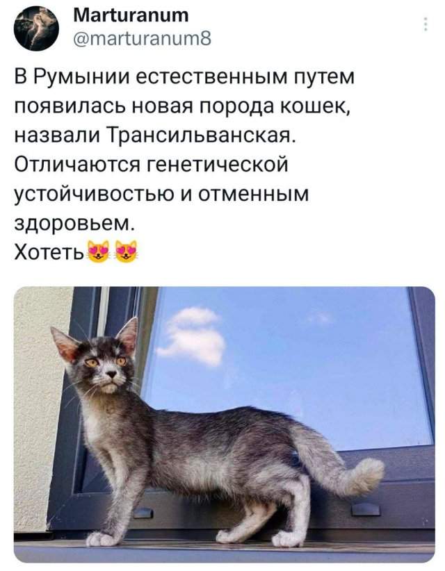 Подборка забавных твитов обо всем Подборка забавных твитов обо всем