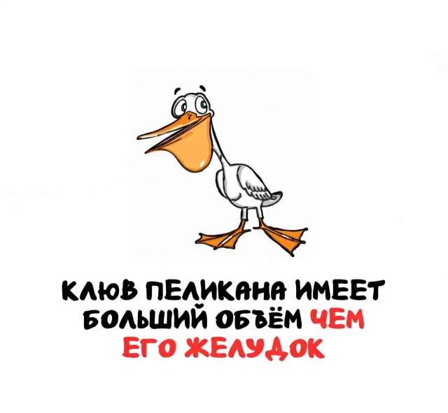 Интересные факты на все случаи жизни Интересные факты на все случаи жизни