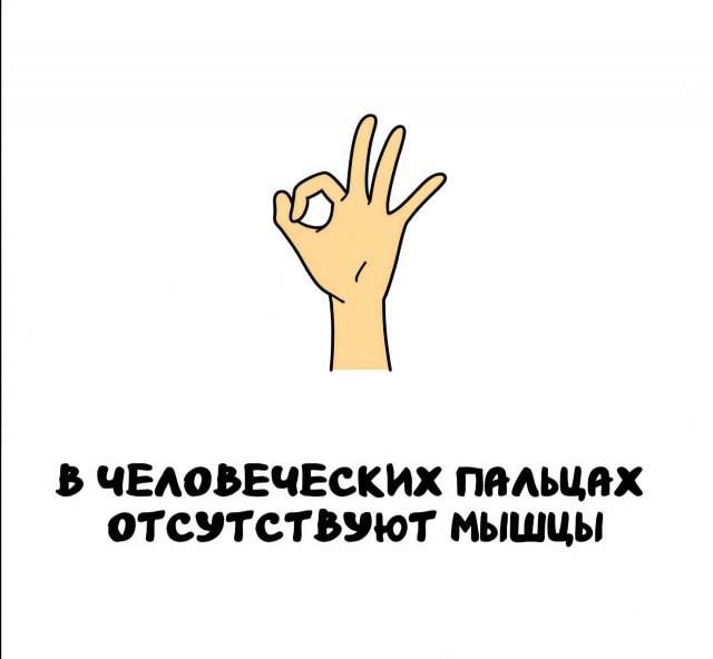Интересные факты на все случаи жизни Интересные факты на все случаи жизни
