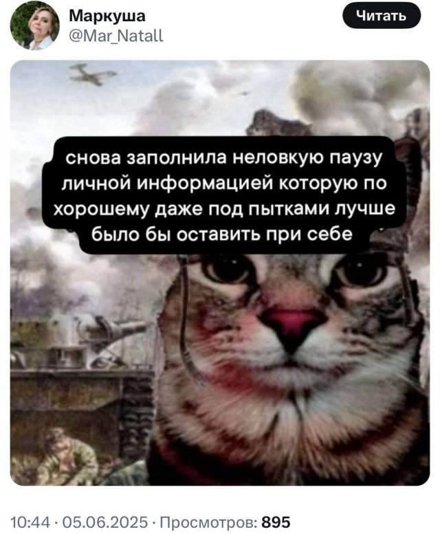 Любимые мемы с котами - кладезь грустных цитат Любимые мемы с котами - кладезь грустных цитат