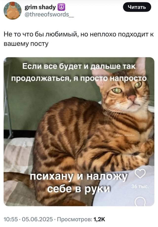 Любимые мемы с котами - кладезь грустных цитат Любимые мемы с котами - кладезь грустных цитат