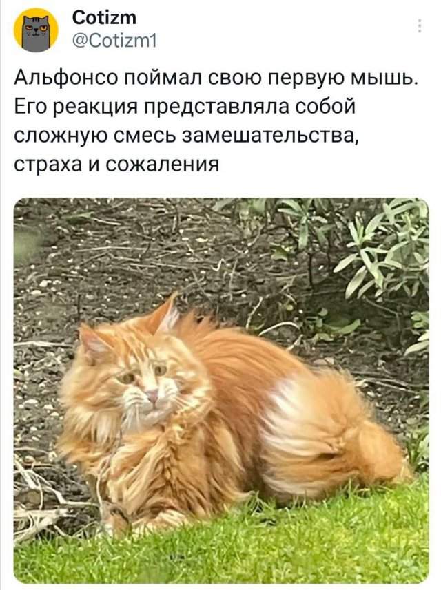 Смешные картинки - 13.06.2025 Смешные картинки - 13.06.2025