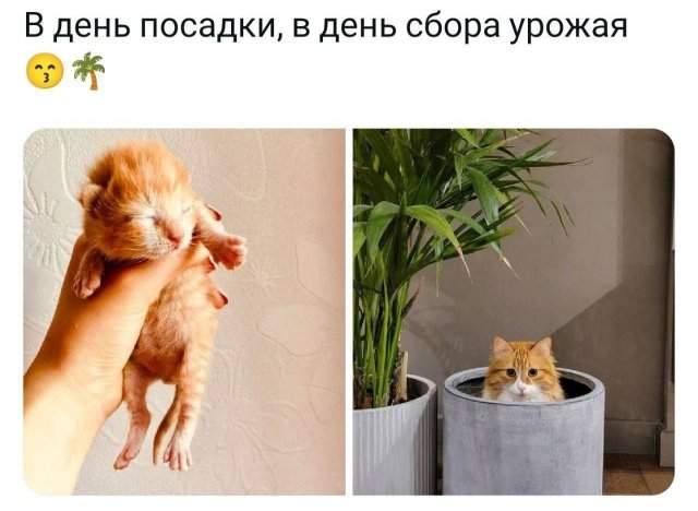 Лучшие шутки и мемы из Сети - 13.06.2025 Лучшие шутки и мемы из Сети - 13.06.2025