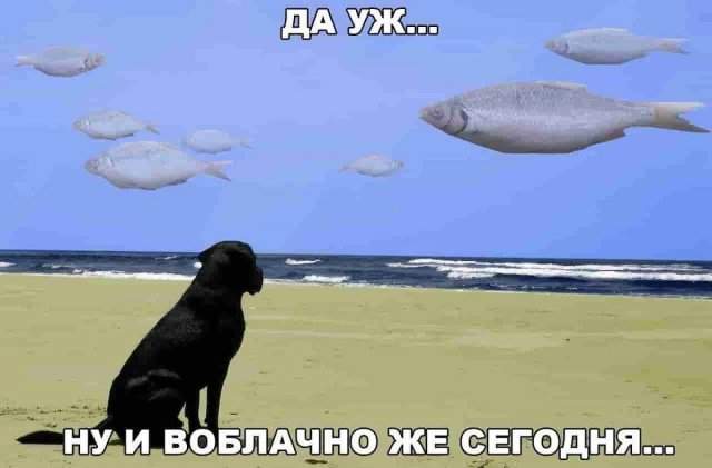 Лучшие картинки и мемы из Сети - 17.06.2025 Лучшие картинки и мемы из Сети - 17.06.2025
