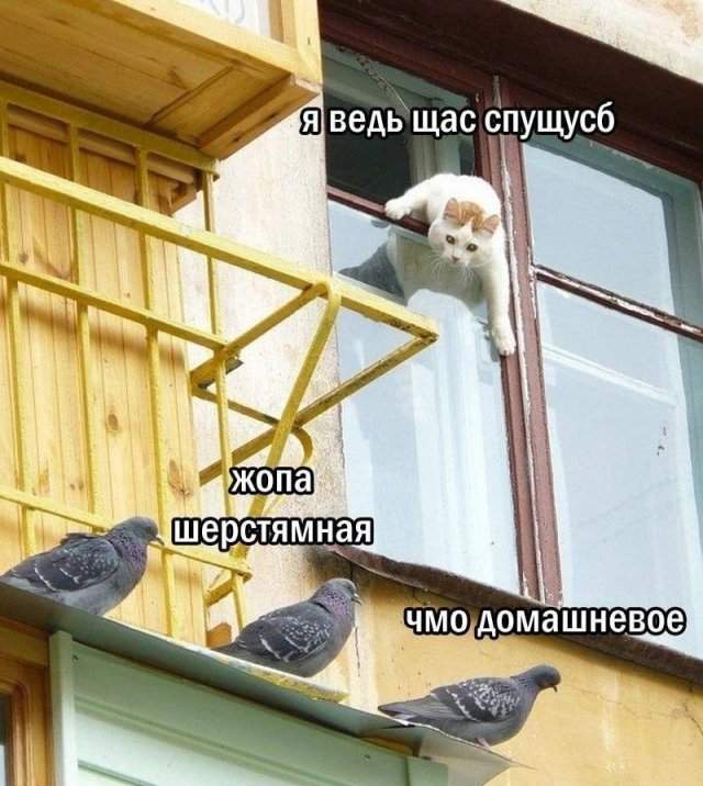 Лучшие картинки и мемы из Сети - 17.06.2025 Лучшие картинки и мемы из Сети - 17.06.2025