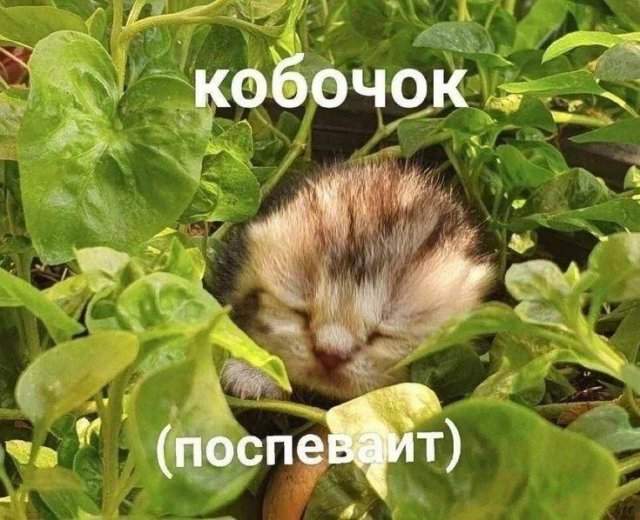 Лучшие шутки и мемы из Сети - 18.06.2025 Лучшие шутки и мемы из Сети - 18.06.2025