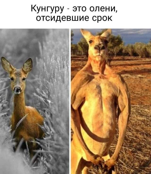 Смешные мемы - 19.06.2025 Смешные мемы - 19.06.2025