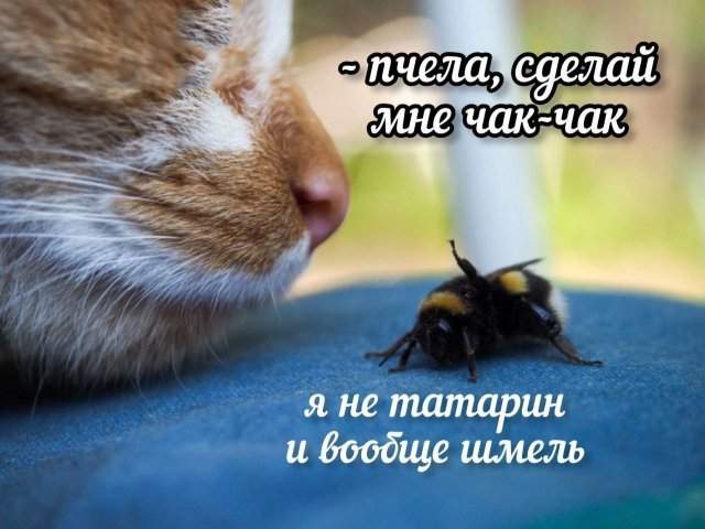 Смешные мемы - 19.06.2025 Смешные мемы - 19.06.2025