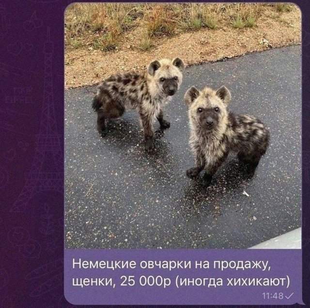 Лучшие шутки и мемы из Сети - 20.06.2025 Лучшие шутки и мемы из Сети - 20.06.2025