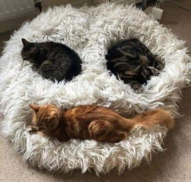 «Мои коты сами нарисовали смайлик»