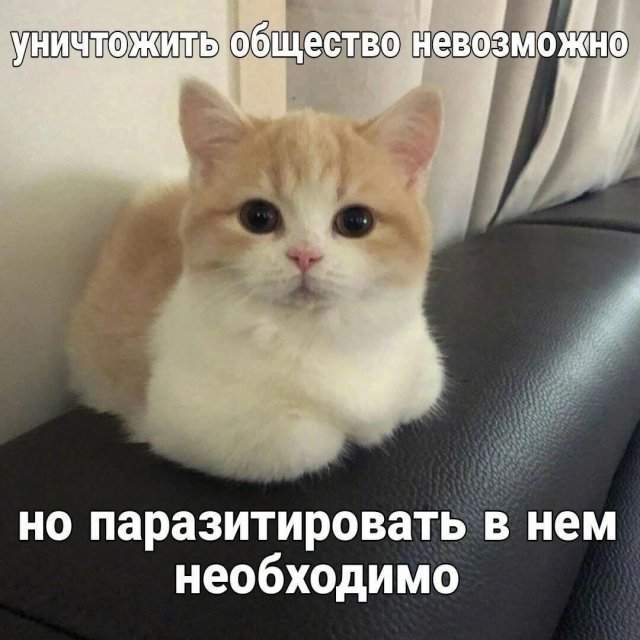 Смешные мемы - 24.06.2025 Смешные мемы - 24.06.2025