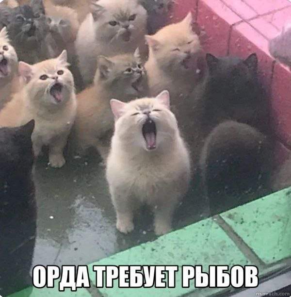 Смешные картинки - 24.06.2025 Смешные картинки - 24.06.2025
