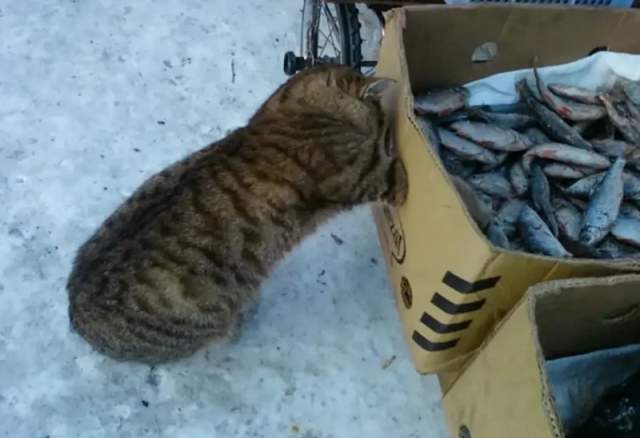 Больше рыбов, хороших и разных Больше рыбов, хороших и разных