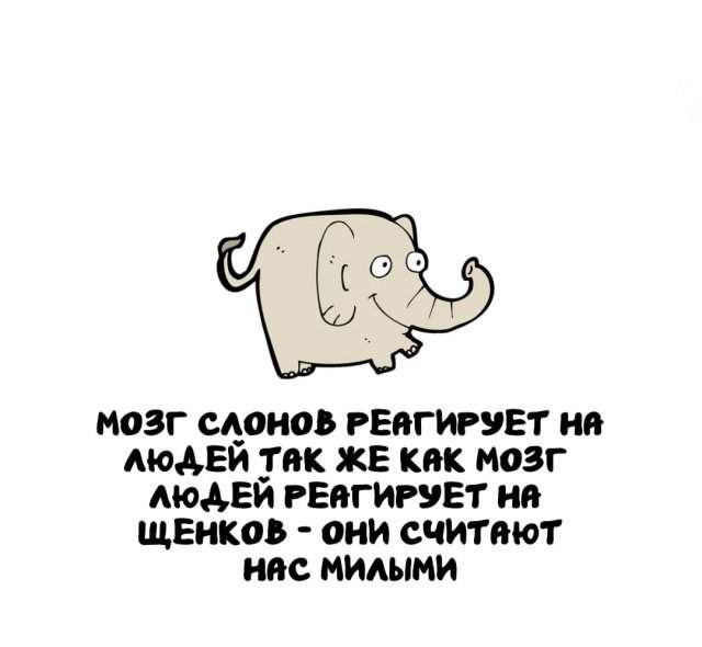 Интересные факты на все случаи жизни Интересные факты на все случаи жизни