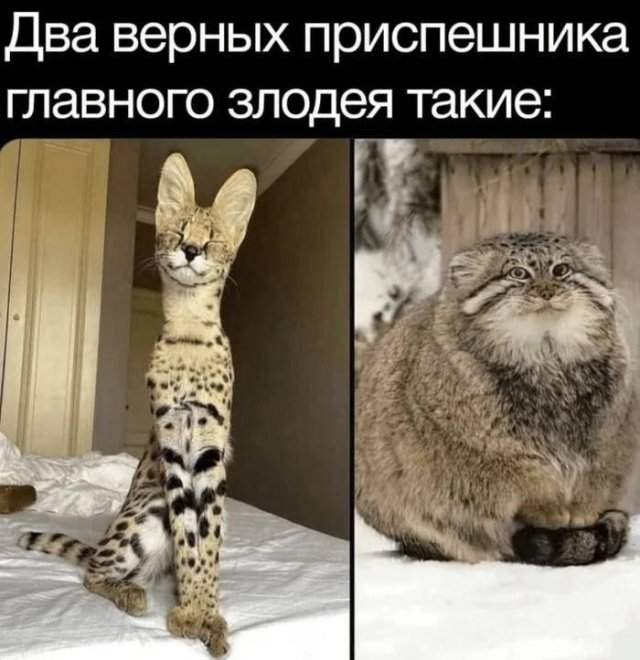 Смешные картинки - 30.06.2025 Смешные картинки - 30.06.2025