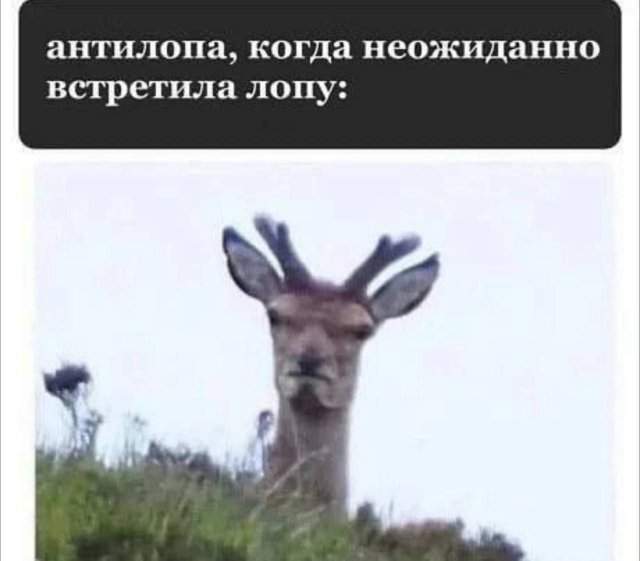 Лучшие шутки и мемы из Сети - 01.07.2025