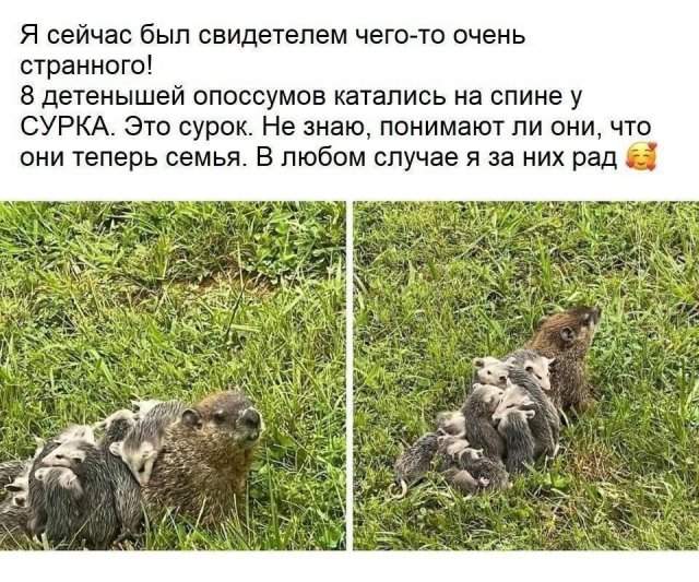 Смешные картинки - 03.07.2025 Смешные картинки - 03.07.2025