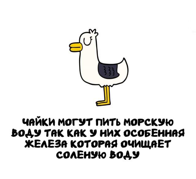 Интересные факты на все случаи жизни
