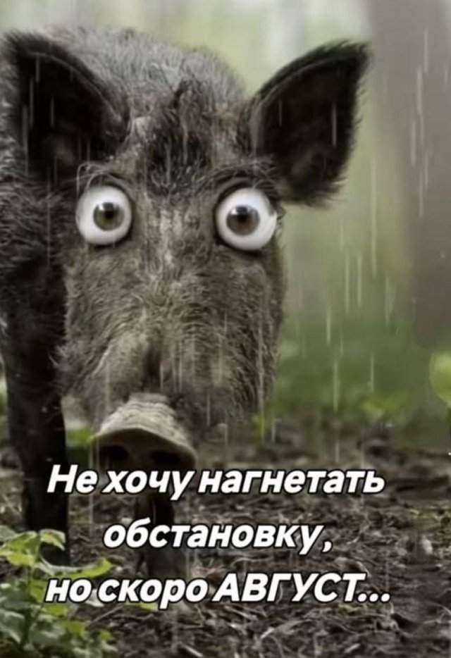 Подборка картинок. Вечерний выпуск - 03.07.2025