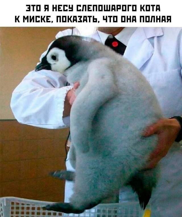 Смешные картинки - 04.07.2025 Смешные картинки - 04.07.2025
