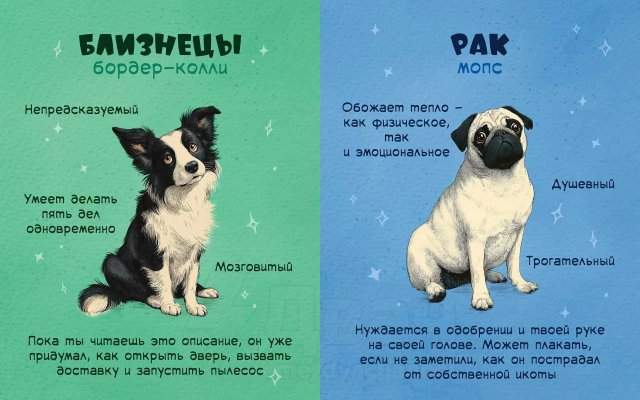 Астролог рассказал, какая вы собака по знаку зодиака Астролог рассказал, какая вы собака по знаку зодиака