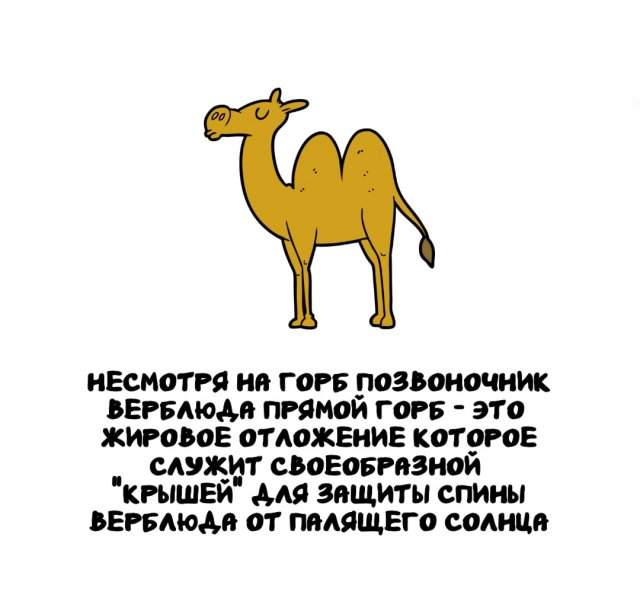 Интересные факты на все случаи жизни Интересные факты на все случаи жизни