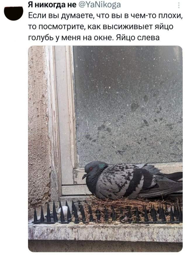 Подборка забавных твитов обо всем Подборка забавных твитов обо всем