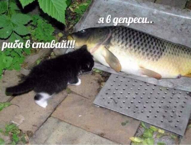 Смешные мемы - 14.07.2025 Смешные мемы - 14.07.2025
