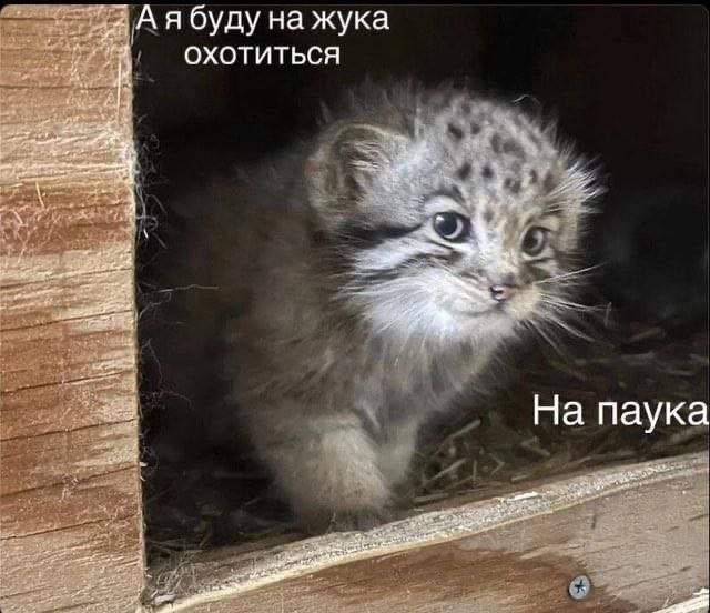 Смешные мемы - 14.07.2025 Смешные мемы - 14.07.2025