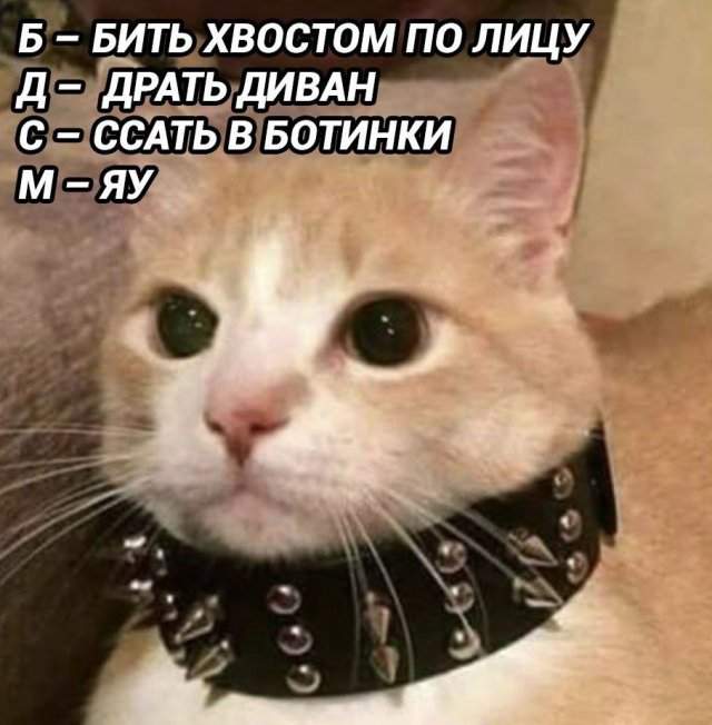 Смешные картинки - 14.07.2025 Смешные картинки - 14.07.2025