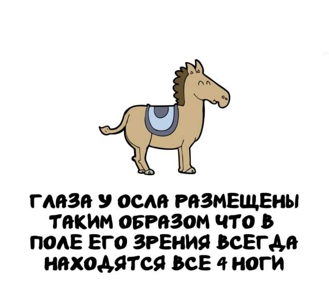 Интересные факты на все случаи жизни Интересные факты на все случаи жизни