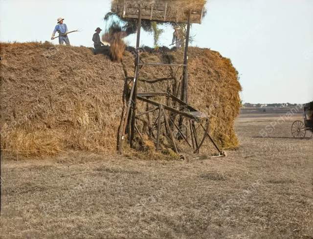 Укладка сена в округе Баффало, штат Небраска, 1903 год. Укладка сена в округе Баффало, штат Небраска, 1903 год.