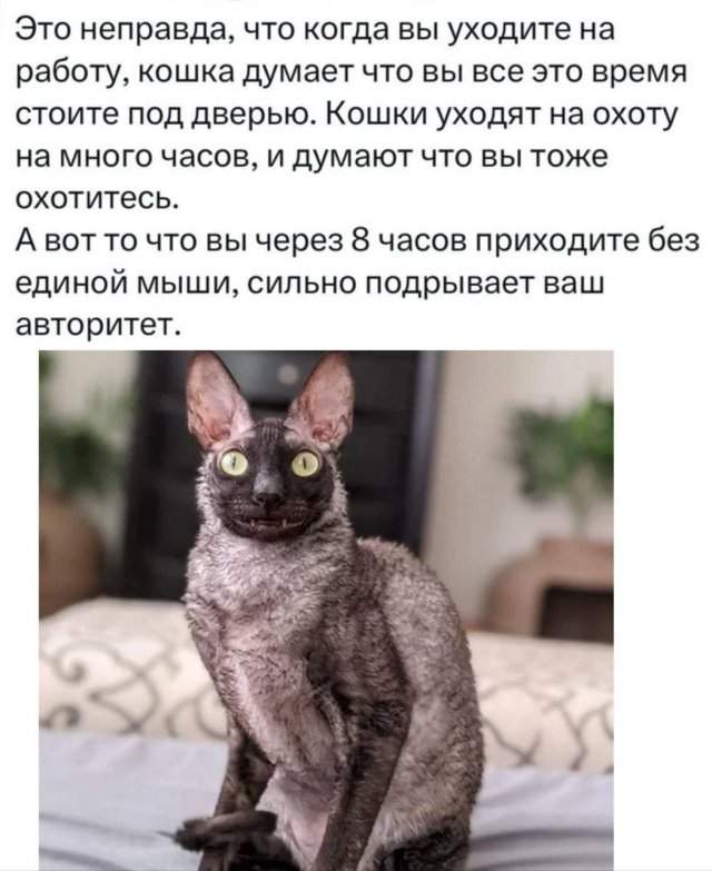 Лучшие шутки и мемы из Сети - 17.07.2025 Лучшие шутки и мемы из Сети - 17.07.2025
