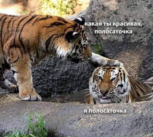 Лучшие шутки и мемы из Сети - 17.07.2025 Лучшие шутки и мемы из Сети - 17.07.2025