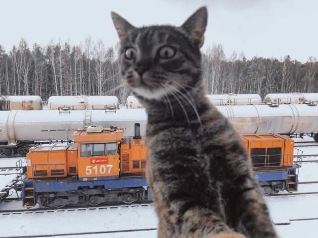 Работа для настоящих котов Работа для настоящих котов